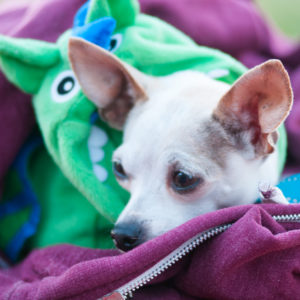 Summer Sun Fun Pet Photo Tips